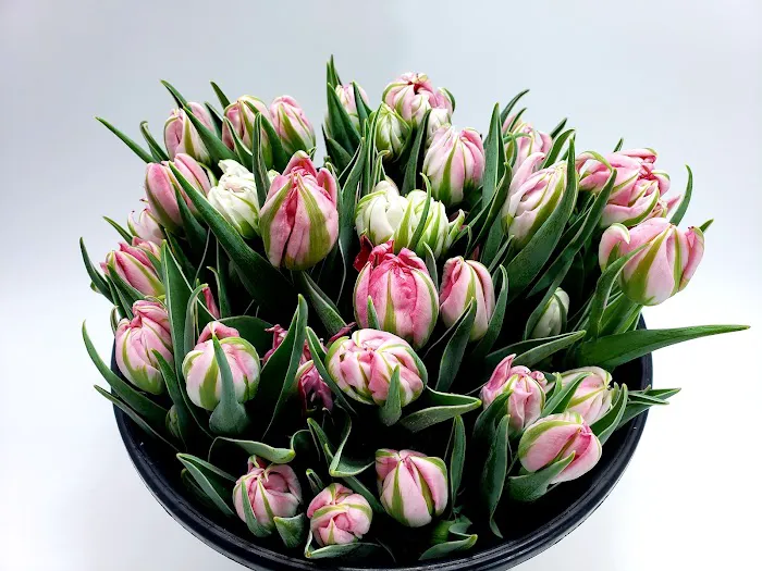 Hazel's Flowers 6