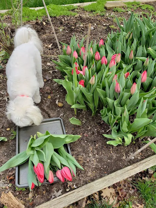 Hazel's Flowers 9