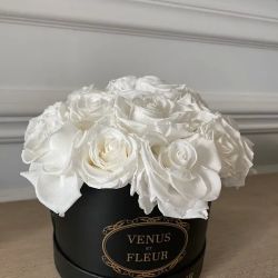 Venus et Fleur- Roosevelt Field ico