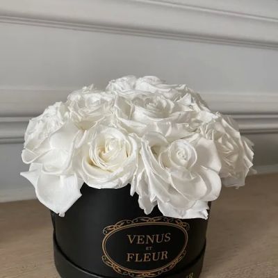 Venus et Fleur- Roosevelt Field