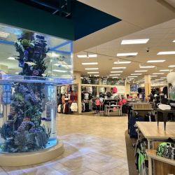 Scheels ico