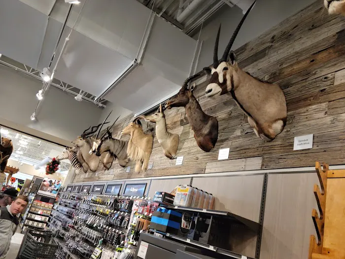 Scheels 8