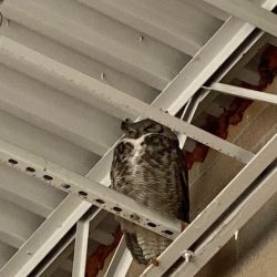 Lowe's Home Improvement ico