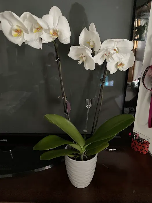 Noni's Flowers & Gifts 7