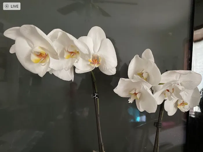 Noni's Flowers & Gifts 3