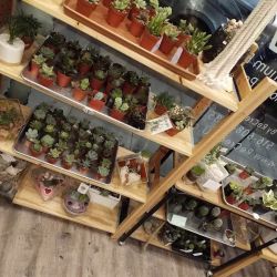 Modern Terrarium Bar ico