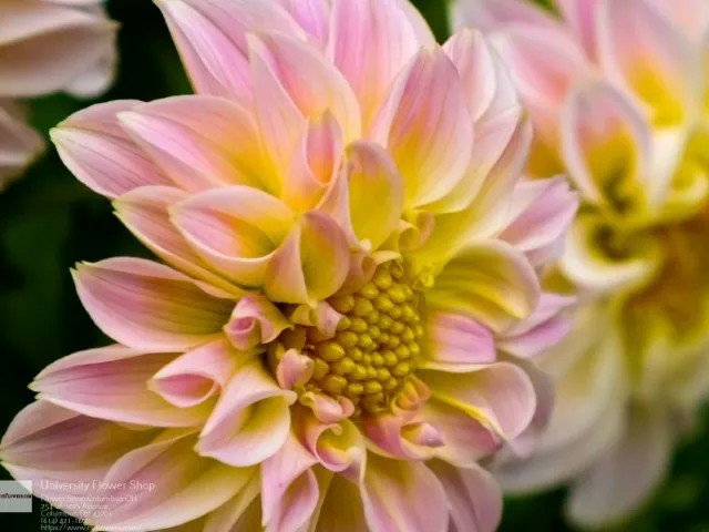 Christine's University Flower Shop 3