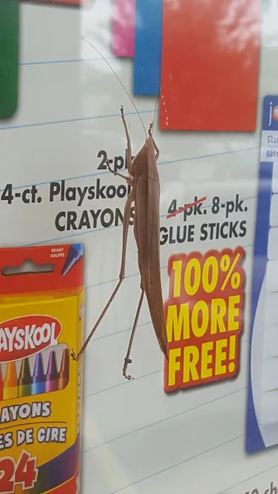 Dollar Tree 1