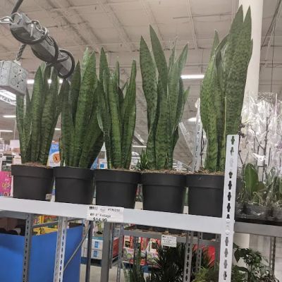 BJ's Wholesale Club