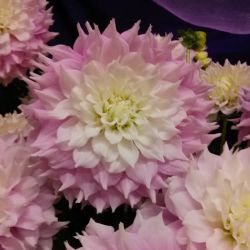 Floral Wishes and Gifts ico