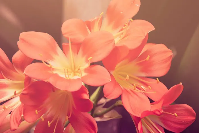 New Britain Flower Shop 9