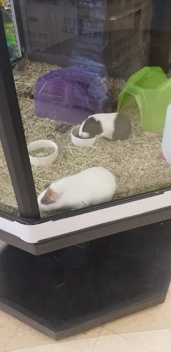 Petco 2