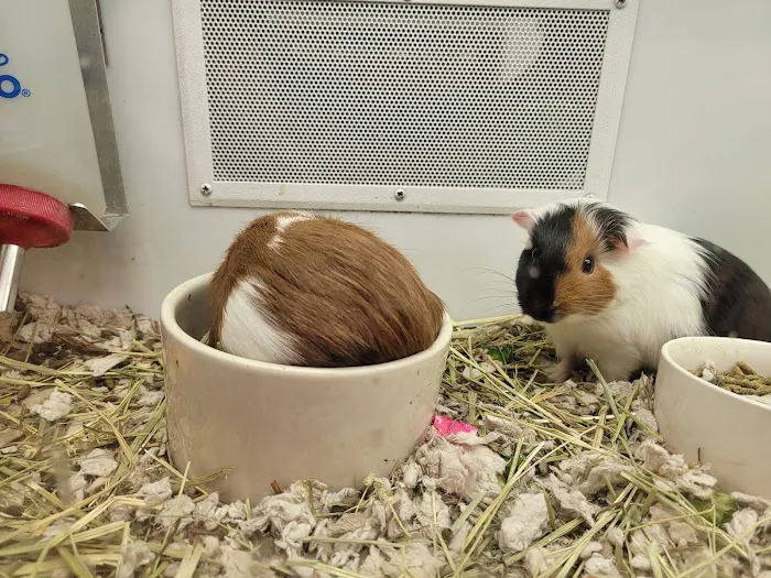 Petco 5