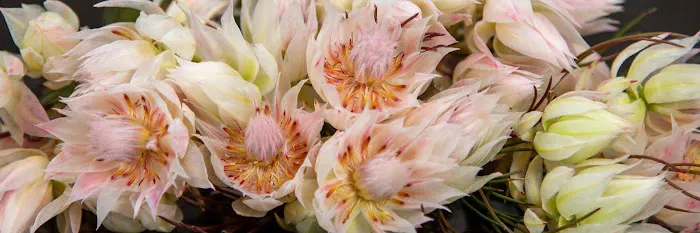Le Bouquet Florist 2