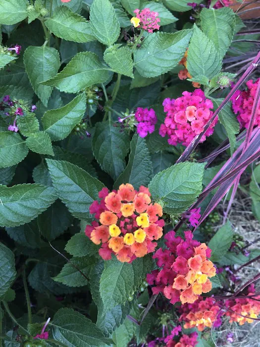 Lowe's Garden Center 1