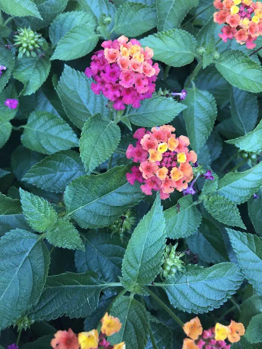 Lowe's Garden Center 3