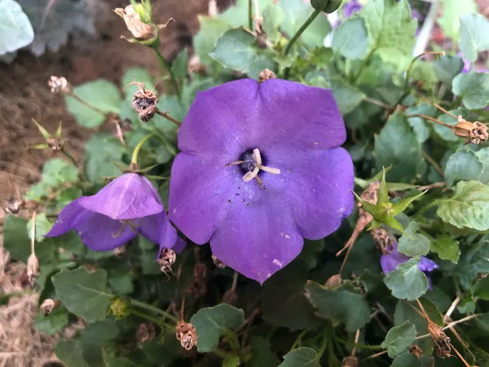 Lowe's Garden Center 2