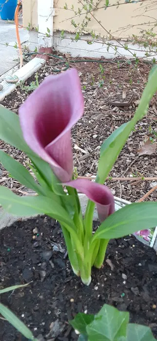 Lowe's Garden Center 3