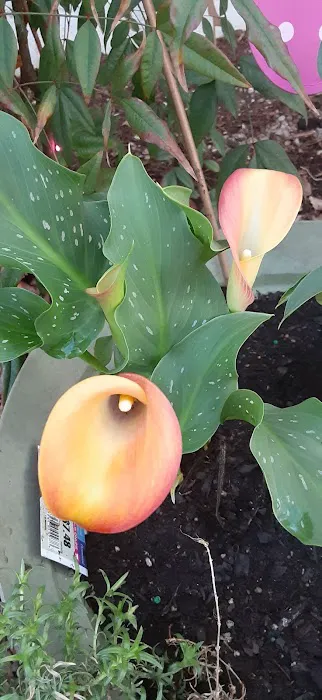 Lowe's Garden Center 0
