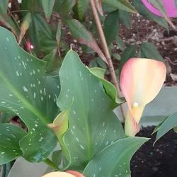 Lowe's Garden Center ico