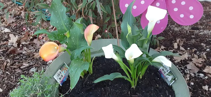 Lowe's Garden Center 1