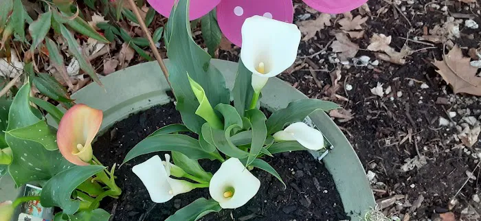 Lowe's Garden Center 2