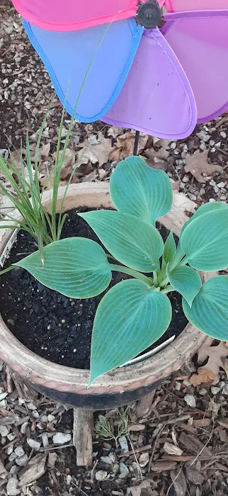 Lowe's Garden Center 5