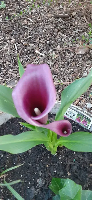 Lowe's Garden Center 9