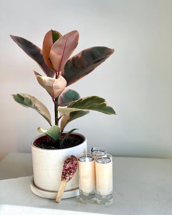 LILIA Flower Boutique 7