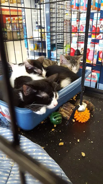Petco 2