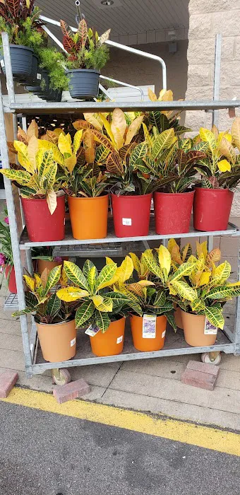 Lowe's Garden Center 0