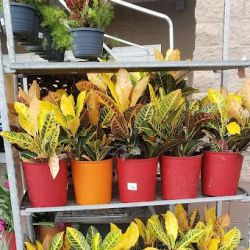 Lowe's Garden Center ico