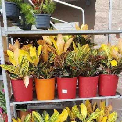 Lowe's Garden Center