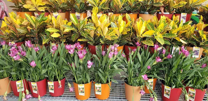 Lowe's Garden Center 1