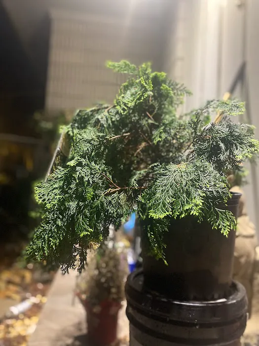 Lowe's Garden Center 1