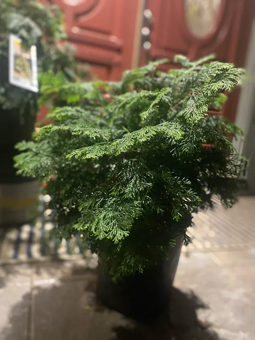 Lowe's Garden Center 0
