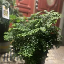 Lowe's Garden Center ico