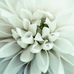 Nance Floral Shoppe ico