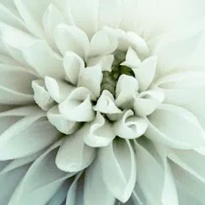 Nance Floral Shoppe