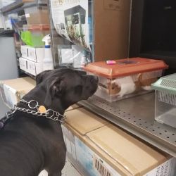 Petco ico