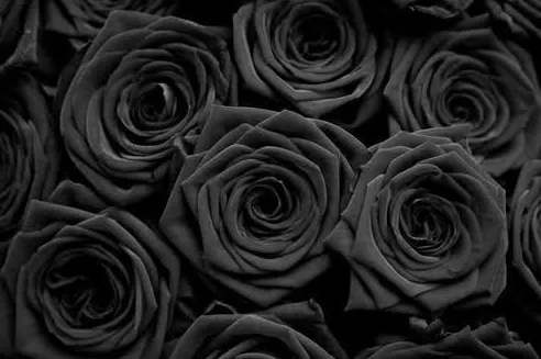 Black Roses Boutique 1