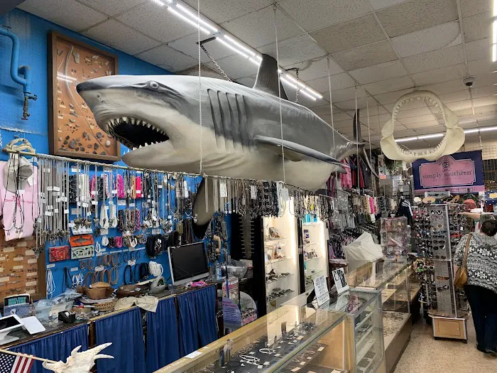 Gay Dolphin Gift Cove 4