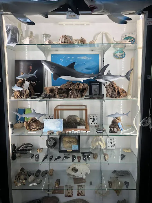 Gay Dolphin Gift Cove 6