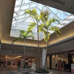 Macy's ico