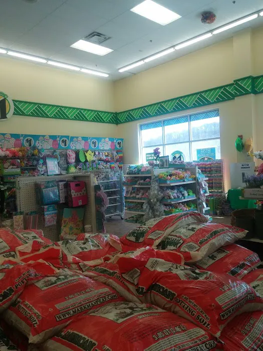 Dollar Tree 2