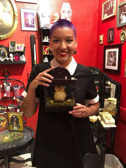 Tooth and Veil Oddities and Macabre Shop 5