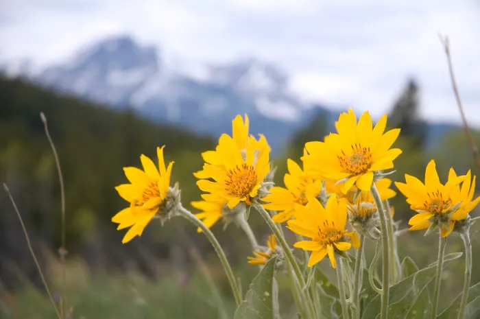Annie Oakley Natural Perfumery 0