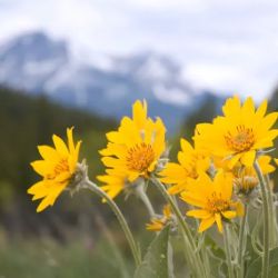 Annie Oakley Natural Perfumery ico