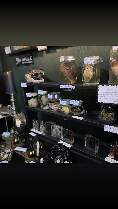 Morbid Mementos Oddities and Occult 2