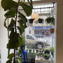Rooftop Fruit ico